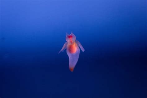 7 Unbelievable Transparent Sea Creatures .